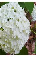 White Hydrangea 2019 Daily Planner 384 Pages: (Notebook, Diary, Blank Book)(2019 Planners Calendars Organizers Datebooks Appointment Books Agendas)