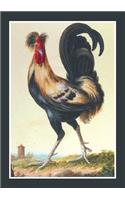 Carnet Ligné, Coq