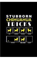 Stubborn Chihuahua Tricks