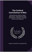 The Cerebral Convolutions of Man