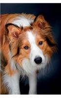 Border Collie March Notebook & Journal. Productivity Work Planner & Idea Notepad: Brainstorm Thoughts, Self Discovery, To Do List