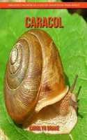 Caracol: Imágenes increíbles y datos divertidos para niños