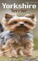 YORKSHIRE TERRIER S 2020
