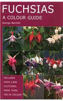 Fuchsias: A Colour Guide