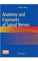 Anatomy and Exposures of Spinal Nerves