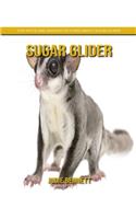 Sugar Glider