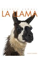 La Llama: (Planeta Animal)
