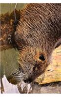 Nutria Heading Towards Water Journal: Take Notes, Write Down Memories in this 150 Page Lined Journal