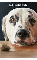Dalmation