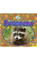 Raccoons