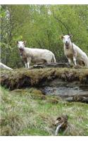 Wooly White Sheep on a Country Bridge in the Spring Journal