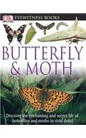 Butterfly & Moth