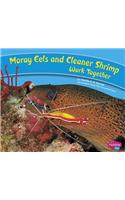 Moray Eels and Cleaner Shrimp Work Together