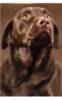 2020 Daily Planner Chocolate Lab Dog Photo 388 Pages: 2020 Planners Calendars Organizers Datebooks Appointment Books Agendas