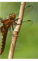 Dragonfly Insect Resting on a Twig Journal: Take Notes, Write Down Memories in this 150 Page Lined Journal