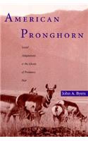 American Pronghorn