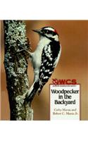 Woodpecker in the Backyard