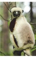 Coquerel's Sifaka Journal: 150 page lined notebook/diary