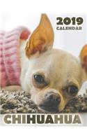 Chihuahua 2019 Calendar