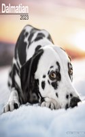 Dalmatian 2023 Wall Calendar