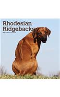 Rhodesian Ridgebacks 2019 Square