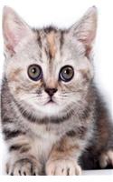 Cutest Kittens June Notebook & Journal. Productivity Work Planner & Idea Notepad