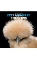 Extraordinary Chickens 2019 Wall Calendar