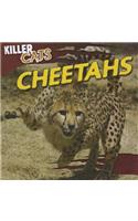 Cheetahs
