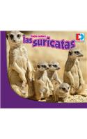 Todo Sobre Las Suricatas: (Eyediscover)
