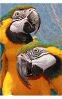 A Loving Pair of Blue and Gold Macaw Parrots