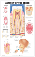 Anatomy of the Teeth Anatomical Chart: (English)