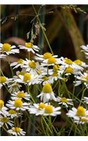 Chamomile Flowers in a Field Journal: Take Notes, Write Down Memories in this 150 Page Lined Journal