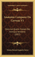Anatomie Comparee Du Cerveau V1