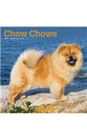Chow Chows 2020 Square Wall Calendar