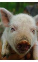 Holding a Super Cute Piglet Journal