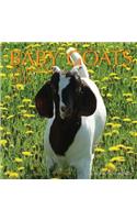 Baby Goats Calendar 2015