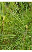 Journal Spring Pine Needles Evergreen