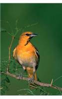 Bullock's Oriole (Icterus Bullockii) Bird Journal: 150 page lined notebook/diary