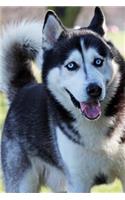 Handsome Husky Dog Lined Journal: Canine Gift Notebook for Dog Lovers