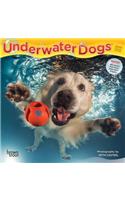 Underwater Dogs 2020 Mini 7x7