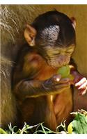 Super Cute Barbary Macaque Sitting Down Journal