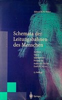 Schemata Der Leitungsbahnen Des Menschen