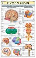 Teachingnest | Human Brain Chart 70X100 Cm | English | Human Physiology Chart | Synthetic | Wall Sticking