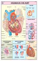 Teachingnest | Human Heart Chart 70X100 Cm | English | Human Physiology Chart | Synthetic | Wall Sticking