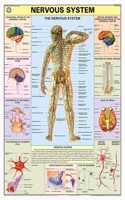 Teachingnest | Nervous System Chart 70X100 Cm | English | Human Physiology Chart | Synthetic | Wall Sticking