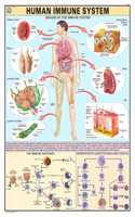 Teachingnest | Human Immune System Chart 70X100 Cm | English | Human Physiology Chart | Synthetic | Wall Sticking