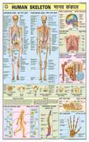 Teachingnest | Human Skeleton Chart 70X100 Cm | English & Hindi Combined | Human Physiology Chart | Laminated | Wall Sticking
