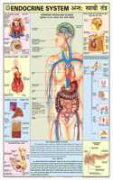 Teachingnest | Endocrine System Chart 70X100 Cm | English & Hindi Combined | Human Physiology Chart | Laminated | Wall Sticking