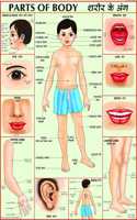 Parts Of Body Chart | Laminated | 70 X 100Cm | Extremely Useful For Kids Learning
