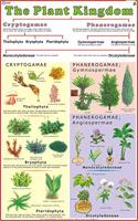 Plant Kingdom Chart